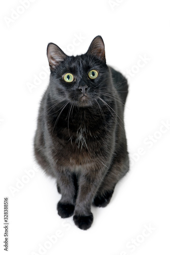 Portrait of a young black cat sitting on a white background looking in the camera. Studio shot. Isolated on white