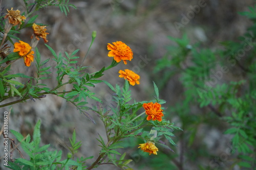 summer flowers in the park