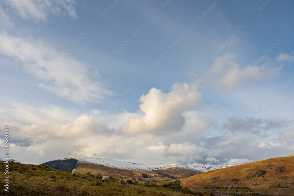 Sheep on a hill near Loch Earn Sheep on a hill near Loch Earn