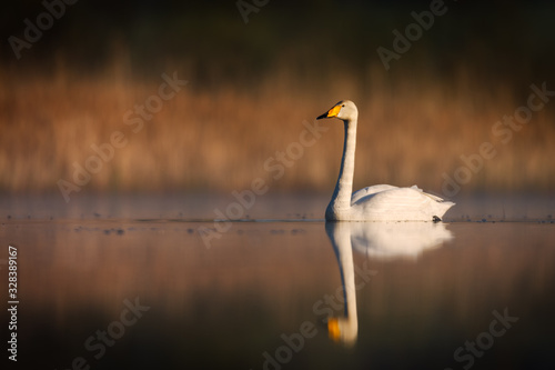 Wooper swan on a calm morning