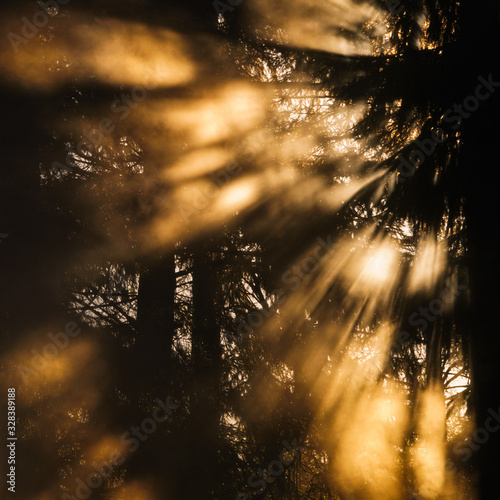 Sunlight shining through forest, Hunneberg, Sweden, Europe