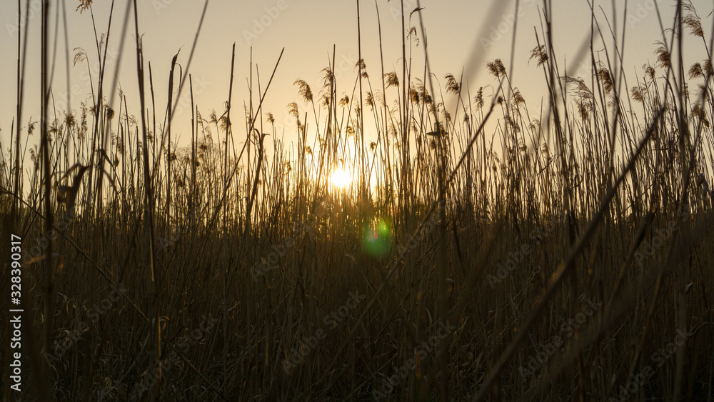 Reed plant in awesome sunset