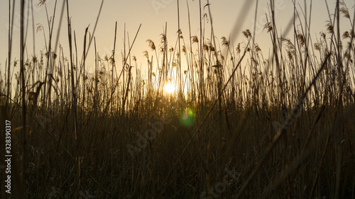 Reed plant in awesome sunset