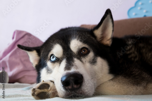  Black and white husky dog ​​with different eye color. Dog sleeps at home on the bed