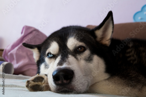  Black and white husky dog ​​with different eye color. Dog sleeps at home on the bed