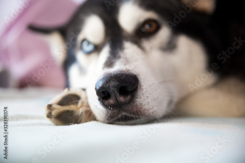  Black and white husky dog ​​with different eye color. Dog sleeps at home on the bed