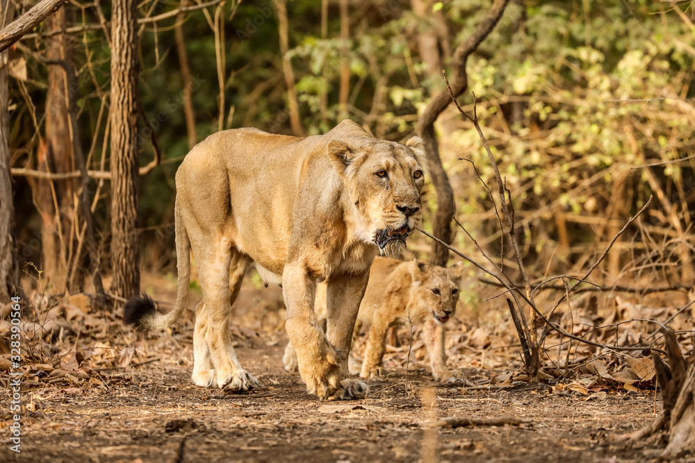 Fototapeta premium lion and lioness