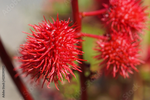 Red seed capsules of a castor oil plant