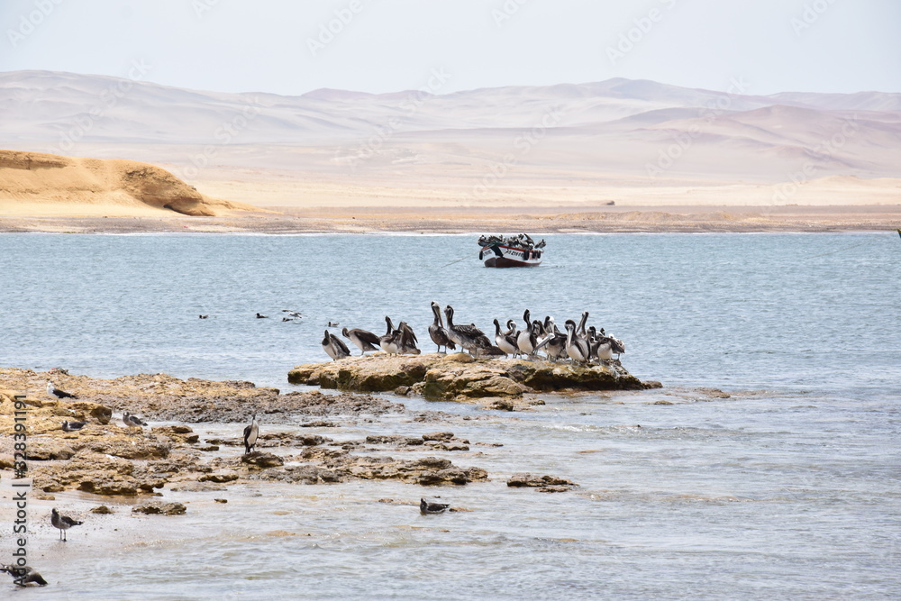 Pelicans by the bay in Paracas, peru