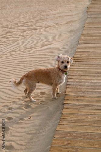 Dog having fun and enjoying in the sand at the beach on vacation holidays © LourdesConvertida