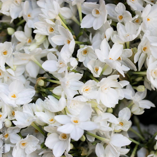 Design card of a white daffodils. Square format