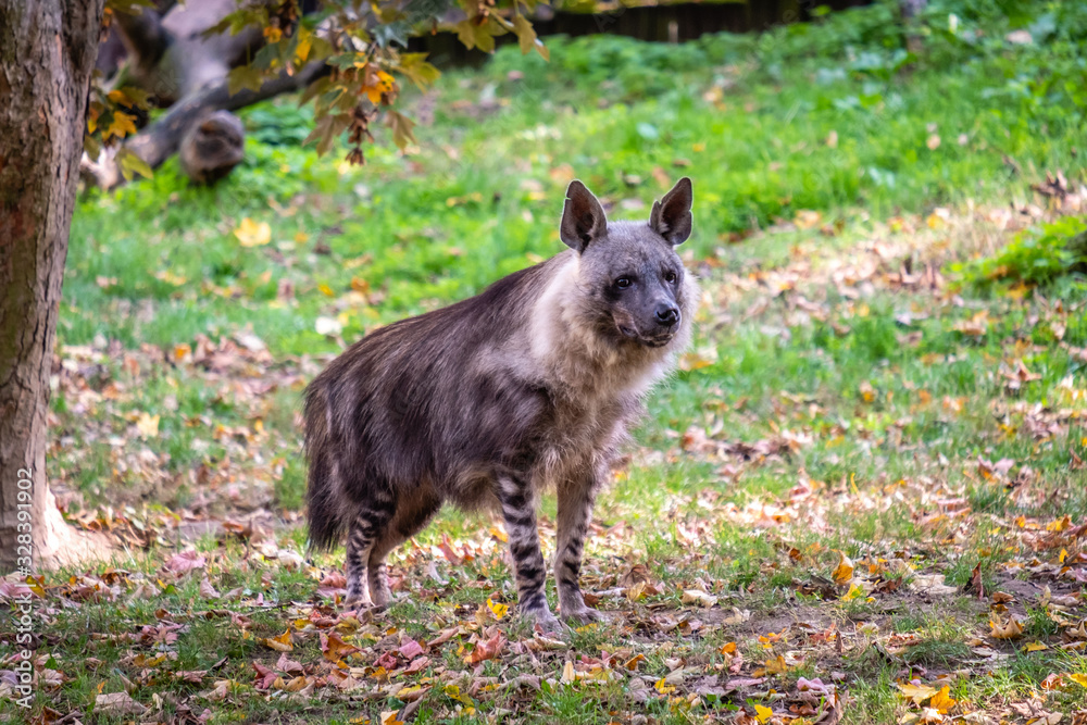 Striped hyena standing in the forest