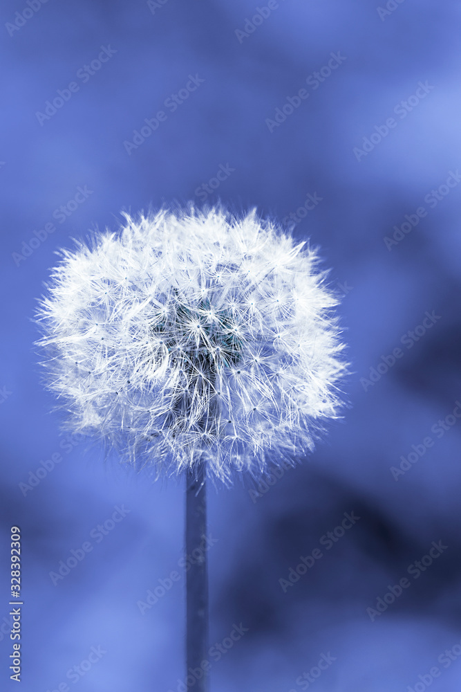 White dandelion flower on a blue background
