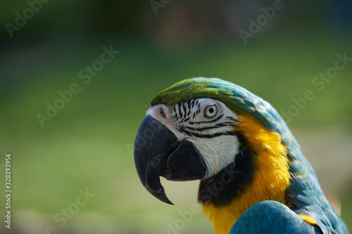 Blue-and-yellow macaw.