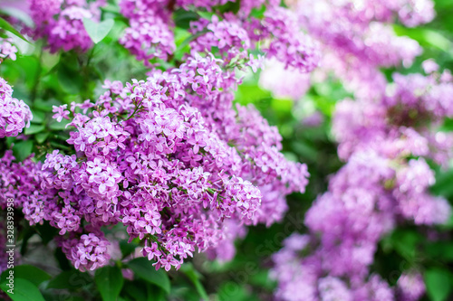 Blossom lilac flowers in spring in garden. branch of Blossoming purple lilacs in spring. Blooming lilac bush.  Blossoming purple and violet lilac flowers. Spring season  nature background. aroma  