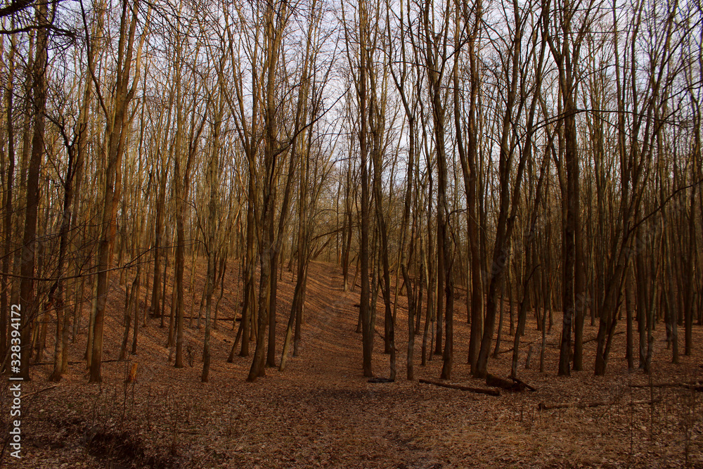 Forest. Nature, spring concept. Dark forest background.Trees without leaves, cropped shot. Forest. Nature, spring concept. Dark forest background.Trees without leaves, cropped shot.