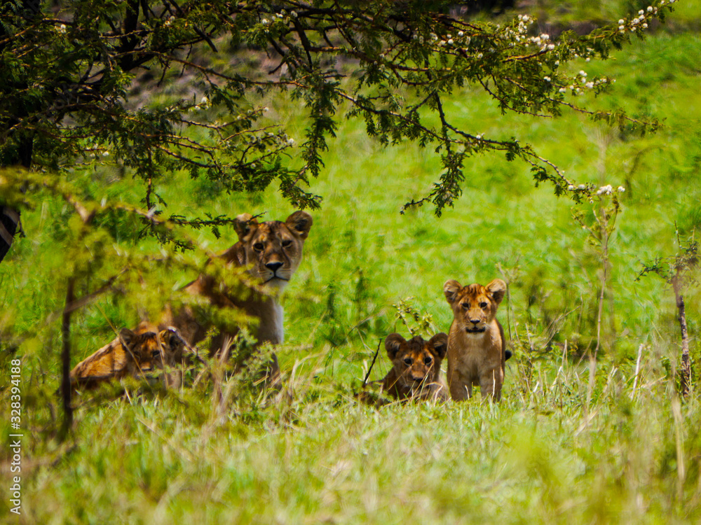 Family of lions (Panthera Leo) relaxing in the shadows of an umbrella thorn acacia in Serengeti Nationalpark Family of lions (Panthera Leo) relaxing in the shadows of an umbrella thorn acacia in Serengeti Nationalpark