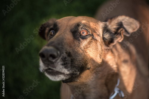 Portrait of a brown smooth Belgian Shepherd Malinois. © Karoline Thalhofer
