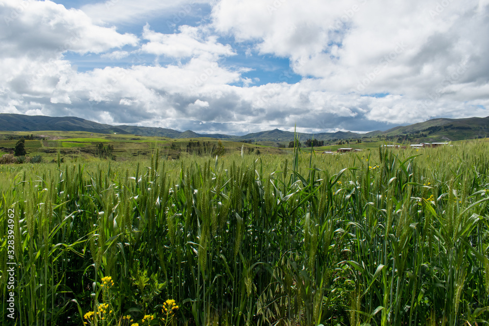 beautiful view of a green field with spectacular clouds beautiful view of a green field with spectacular clouds