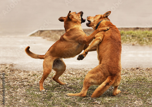 Two red dogs play a friend with a friend. Fight of two fighting dogs. Animals bite each other. Prohibited animal cruelty. Fights of gladiator dogs. The frantic behavior of the four-legged friends