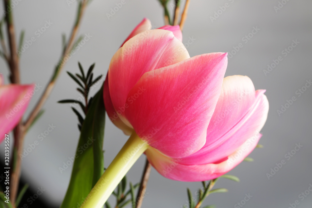 Fototapeta premium Tulip beautiful flower close up photography for greeting