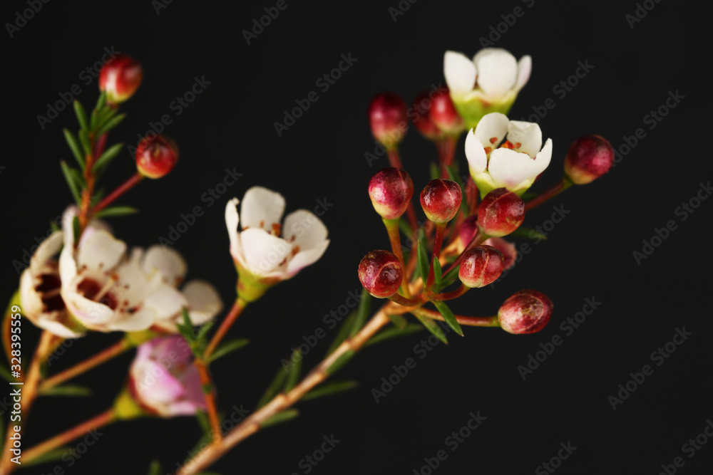 Fototapeta premium Chamelaucium or wax flower on black background close up macro photo