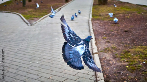 pigeons in flight in mocow photo