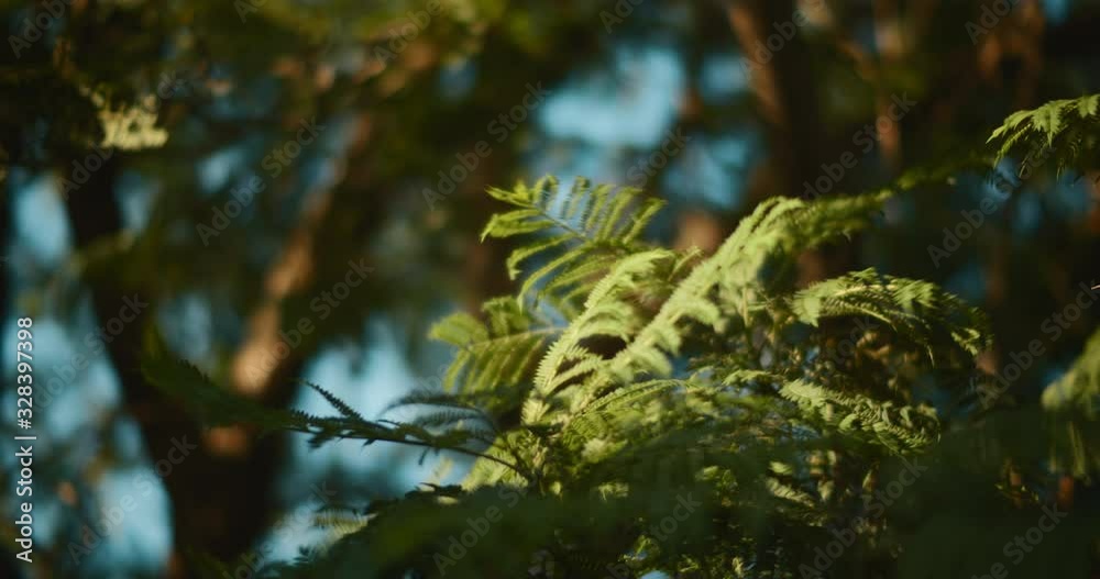 Close up of tree branches blowing in the wind outdoors at sunset. BMPCC 4K Close up of tree branches blowing in the wind outdoors at sunset. BMPCC 4K
