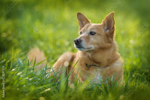 Cute cross breed dog lying in a summer meadow