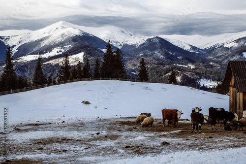 Walking near strong place Vuhatiy Kamin in the higest mountain village Dzembronya photo