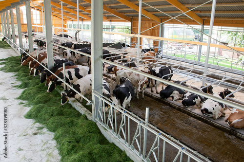 Milchkühe im Boxenlaufstall