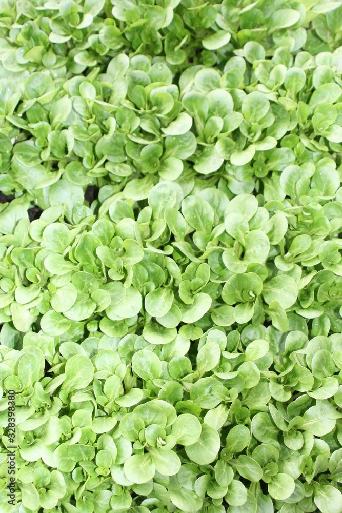 Hintergrund Feldsalat. Blattsalat. Hintergrund Feldsalat. Blattsalat.