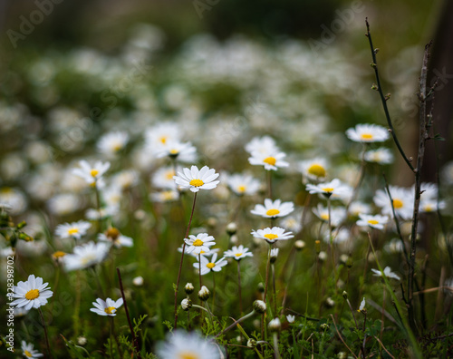 Daisies that herald the arrival of spring. White leaf daisies blooming among ...