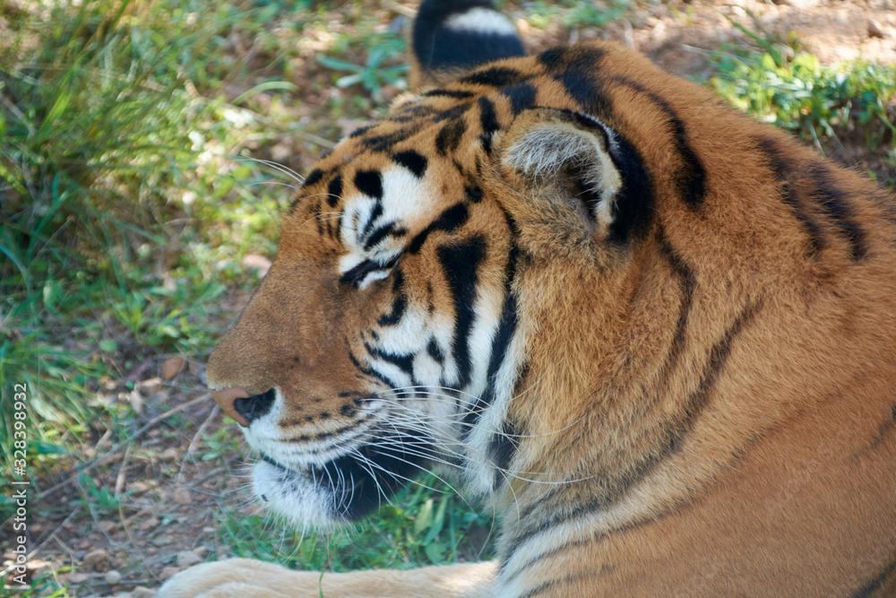 Majestic tiger waiting for the hunt Majestic tiger waiting for the hunt