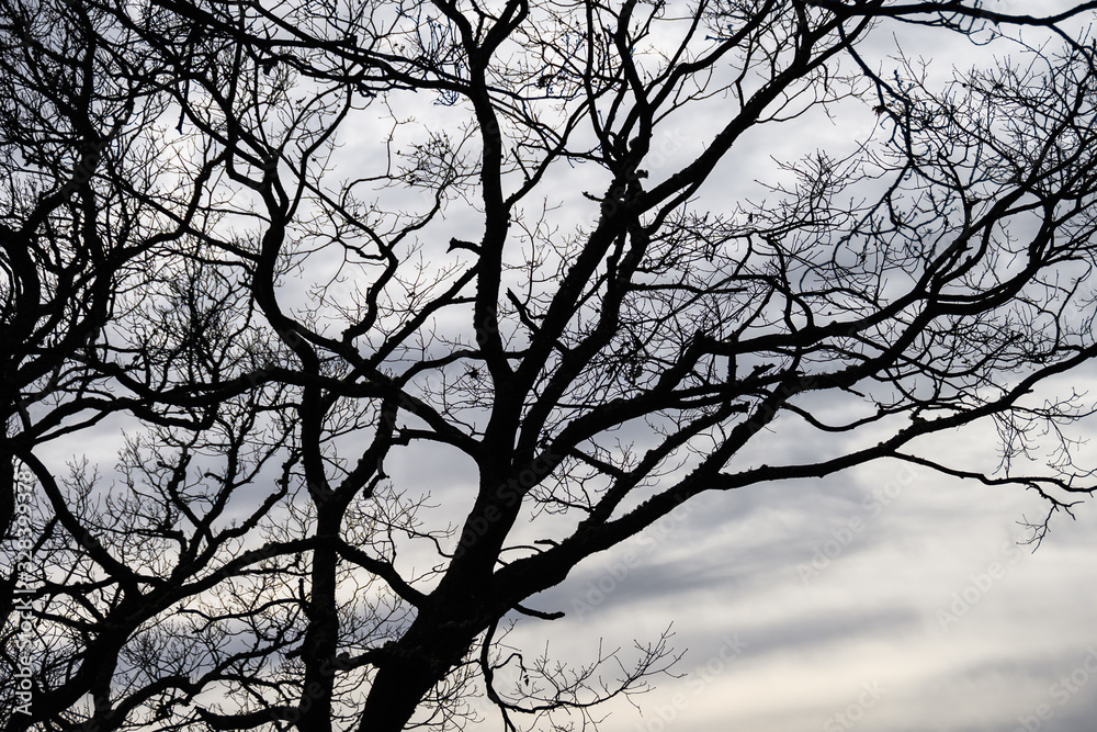 Ominous Silhouetted Tree on a Cold Overcast Morning Ominous Silhouetted Tree on a Cold Overcast Morning