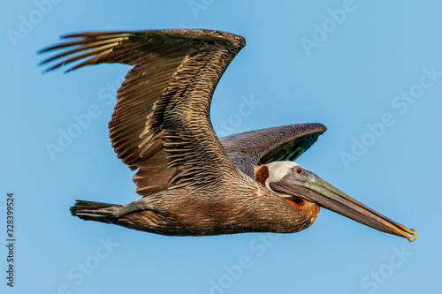 brown pelican in flight