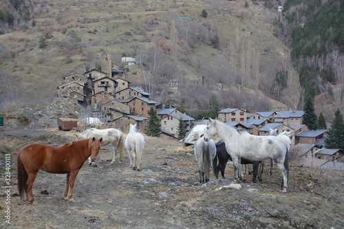 Obraz na płótnie White and brown horses released in front of the town of Os de Civis in Lleida, near Andorra w salonie