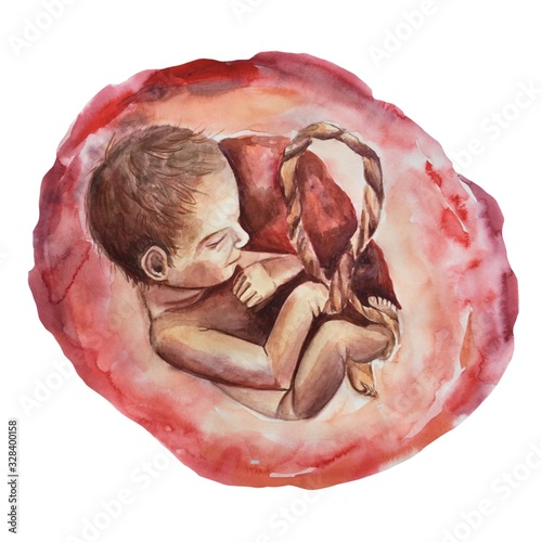  Development baby in the womb with placenta and umbilical cord. Watercolor raster, realistic illustration on a white background. For cards, posters, stickers and professional design.