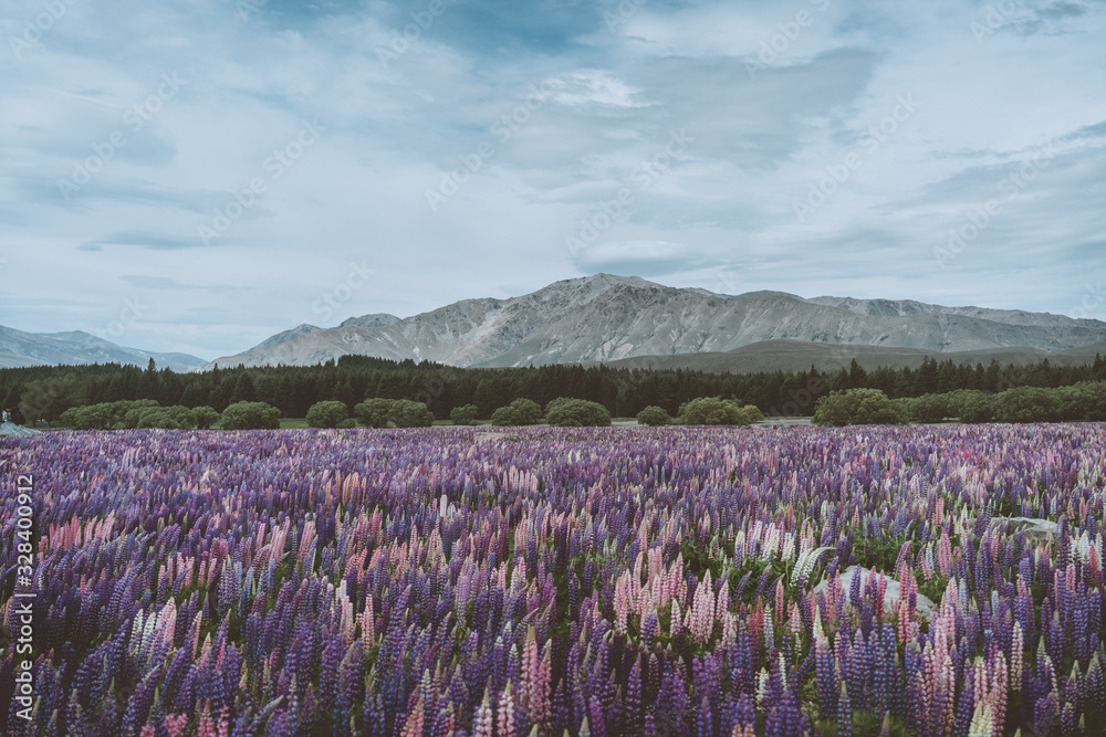 Fototapeta premium landscape with flowers