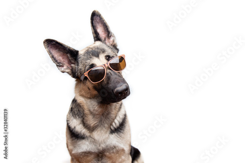 Fototapeta Portrait of a purebred red German shepherd in sunglasses on a white background with place for text