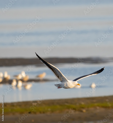 Birds of Bolsa Chica Wetlands
