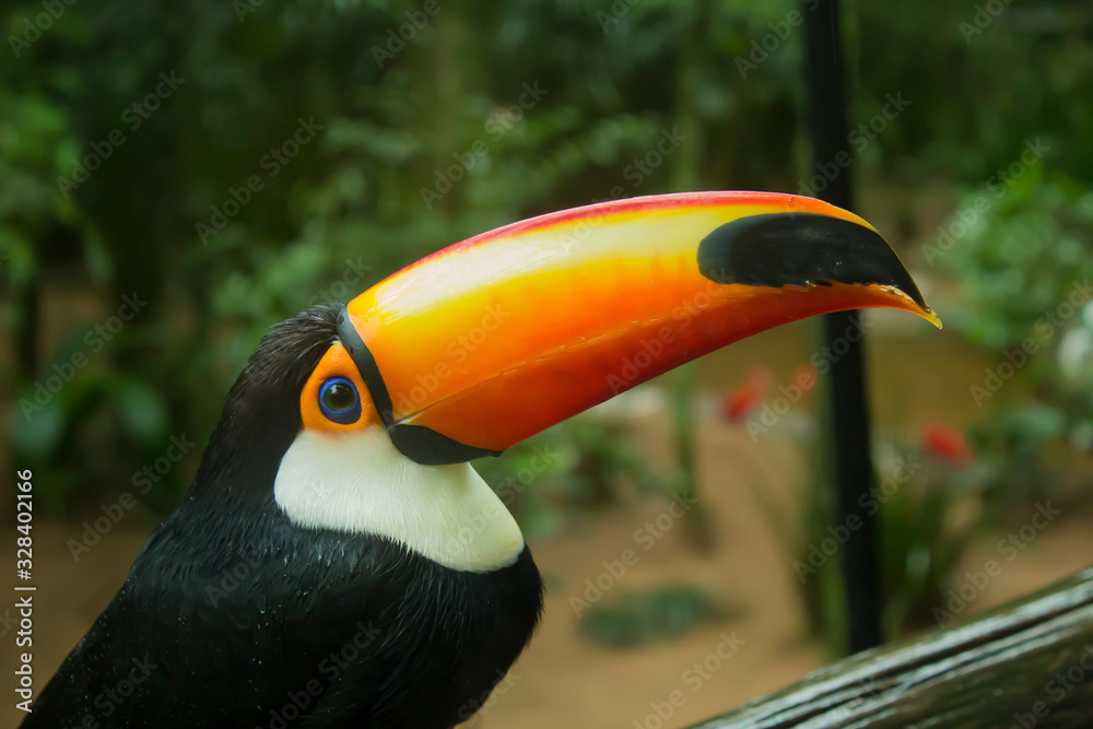 Obraz premium Tucán