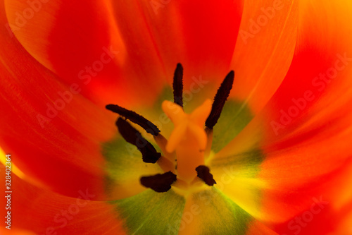 Macro blurred bright petal of red tulip flower 