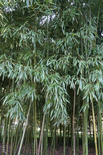 a small dense wood of bamboo trees