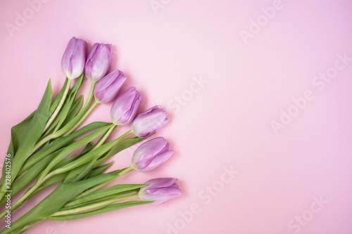 Purple tulips on the pink background with copyspace #328402576