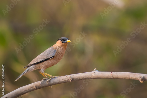 Brahminy Starling birds on branch in nature.