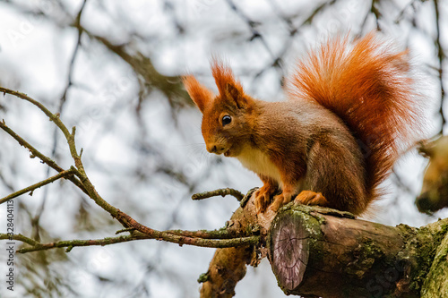 Ginger squirrel on a tree.