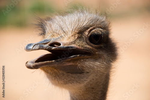 portrait of ostrich (struthio camelus) on ostrich farm in oudtshoorn, south africa