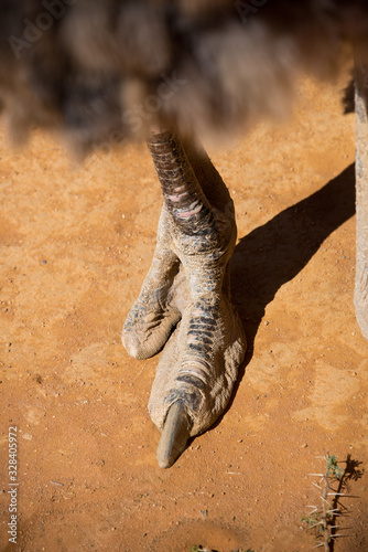 two-toed foot of common ostrich (struthio camelus)
