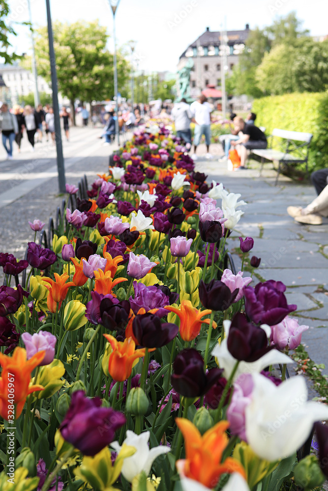 Fototapeta premium Copenhagen Flowers